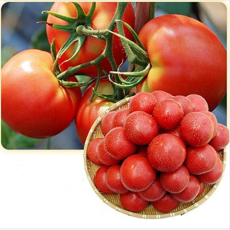 술빛고을,영월 찰토마토