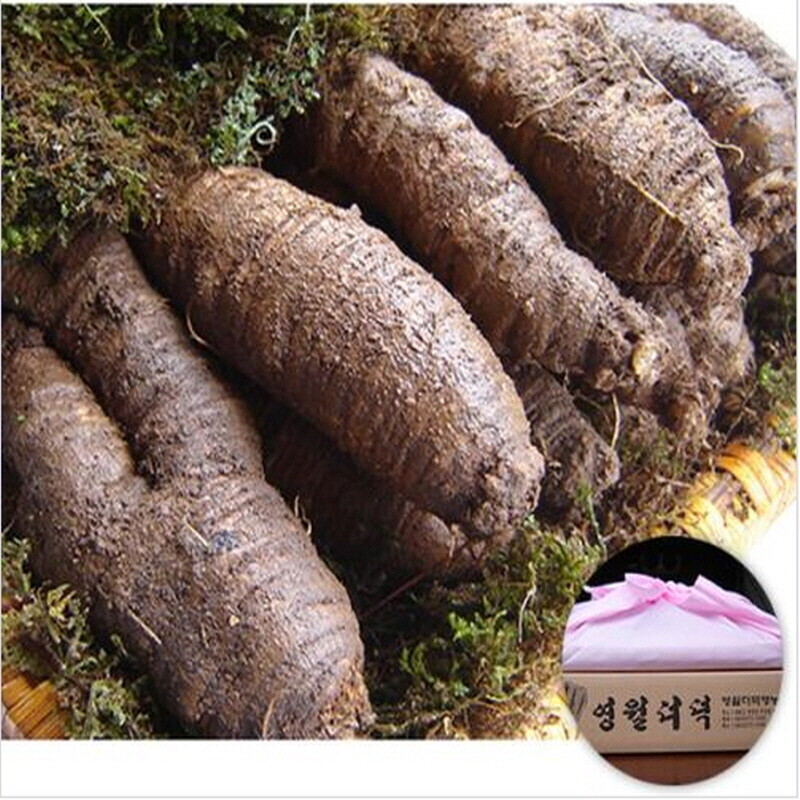 술빛고을,영월 동강더덕 선물용 (금보자기포장) 대/특상급 3kg